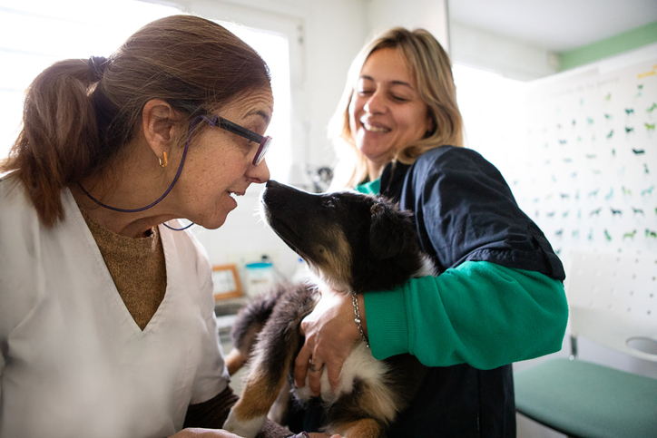 Veterinär lön